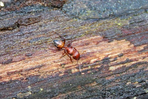 Camponotus thraso agricolaCamponotus thraso agricola