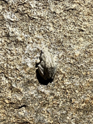 iNaturalist observation photo of Pacific chorus frog