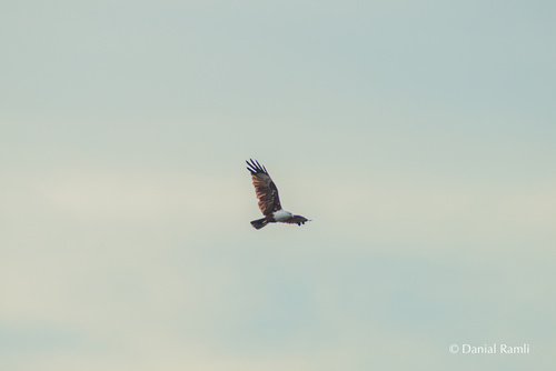 Brahminy Kite (Sunda)