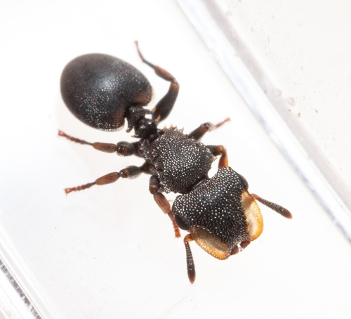 Cephalotes frigidusCephalotes frigidus