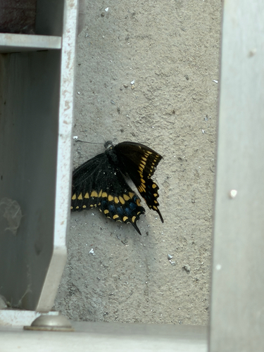 Eastern Black Swallowtail