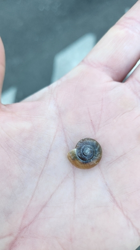 Draparnaud's Glass Snail