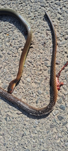 Indo-Chinese Rat Snake