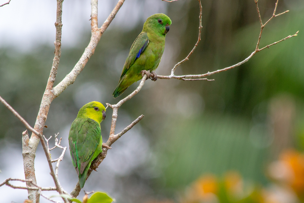 Dusky-billed Parrotlet (Forpus modestus) photo