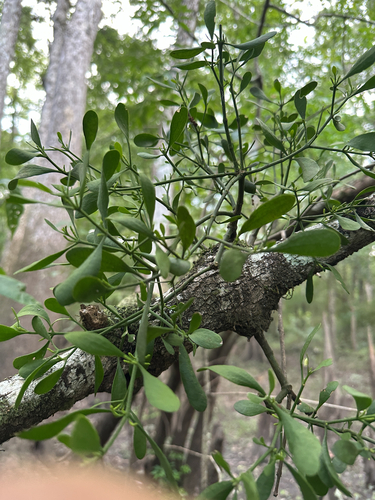 American Mistletoe