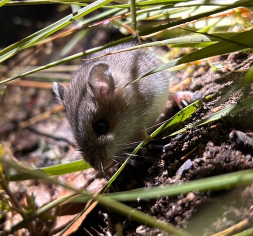 Western Deer Mouse