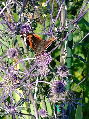 Red Admiral