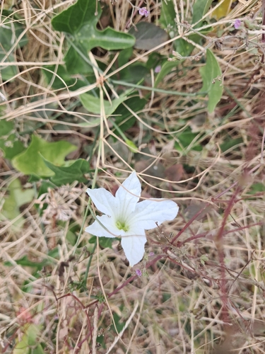 Ivy gourd