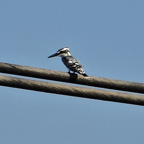 Pied Kingfisher
