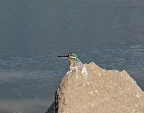 Common Kingfisher