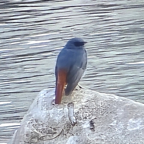 Black Redstart