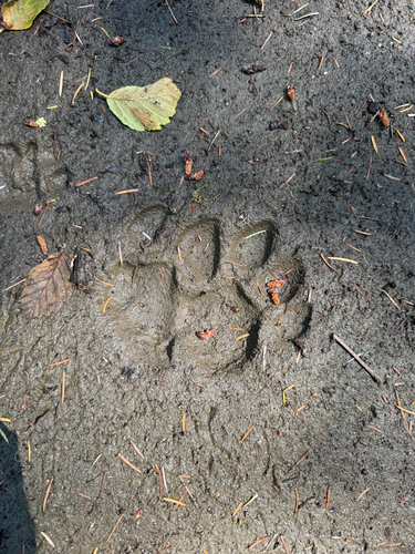 Mountain Lion