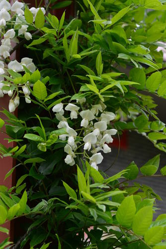 Silky Wisteria (Wisteria brachybotrys)