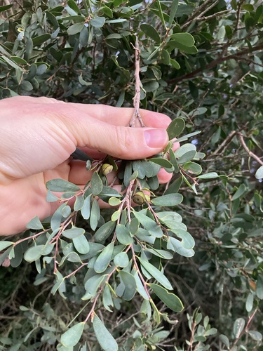 Coast Teatree