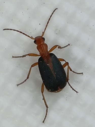 Brachinus sclopeta