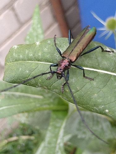 Musk beetle