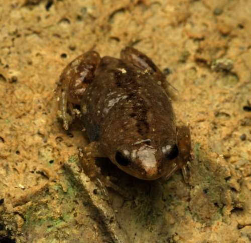 Western Narrow-mouthed Toad