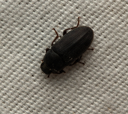 Blapstinus fortis