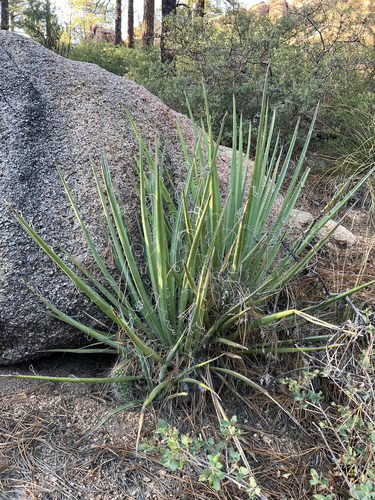 Banana Yucca