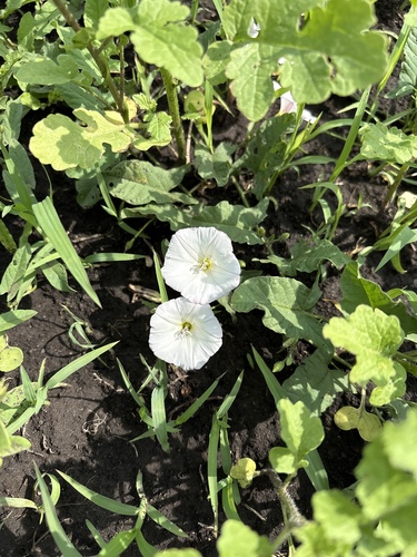 field bindweed