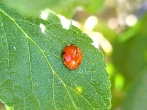 Asian Lady Beetle