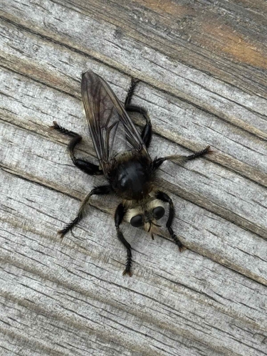 Laphria gibbosa