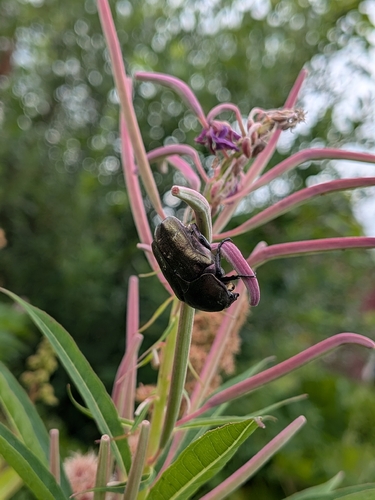 Copper Chafer