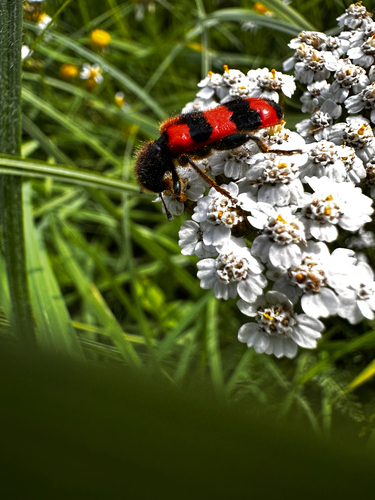 Bee-eating Beetle