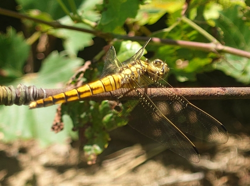 Black-tailed Skimmer