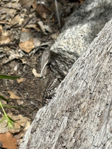 iNaturalist observation photo of Western Fence Lizard