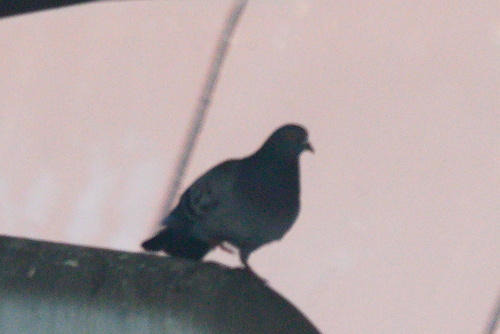Feral Pigeon