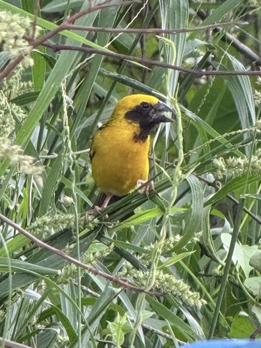 Asian Golden Weaver