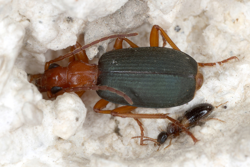Brachinus