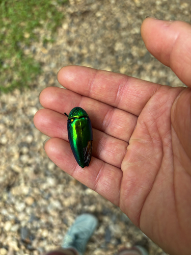 Sternocera aequisignata