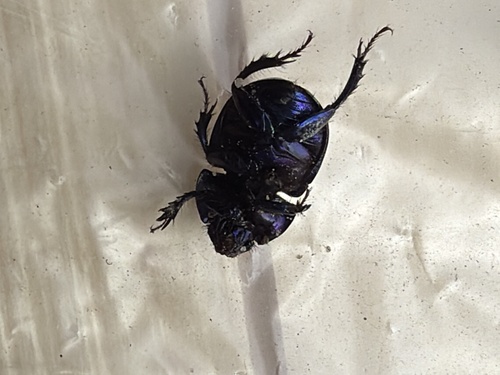 Woodland Dor Beetle