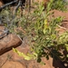 Acacia monticola