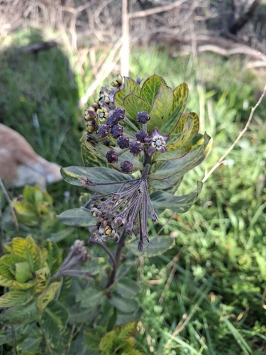 wild cotton