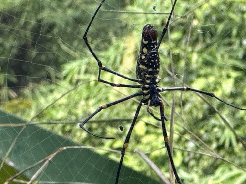 Giant Golden Orbweaver