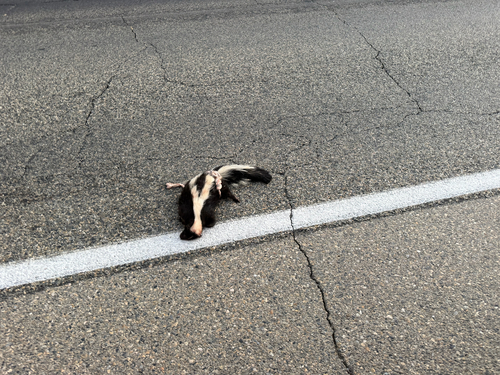 Striped Skunk