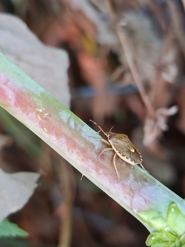 Peribalus strictus vernalis