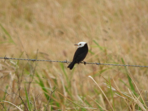 White-headed Marsh Tyrant