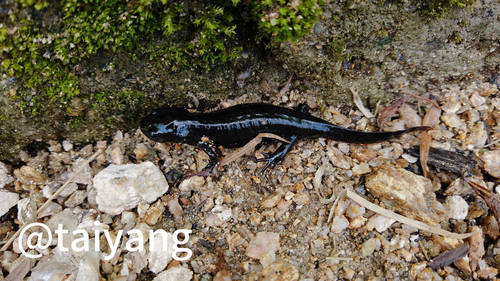 Qianshan Fire-bellied Newt