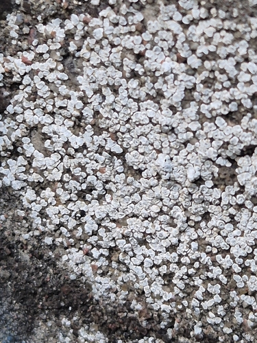 Painioji aspicilija