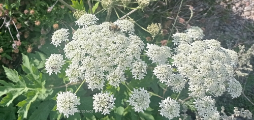 dissected hogweed