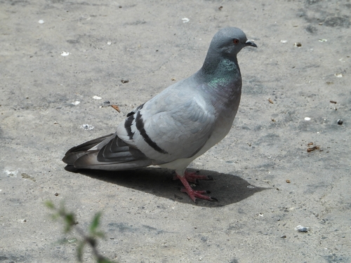 Hill Pigeon