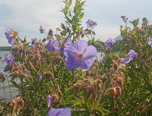 Meadow Crane's-bill