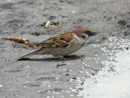 Eurasian Tree Sparrow