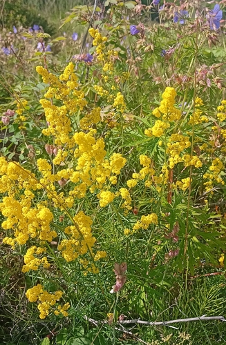 Lady's Bedstraw