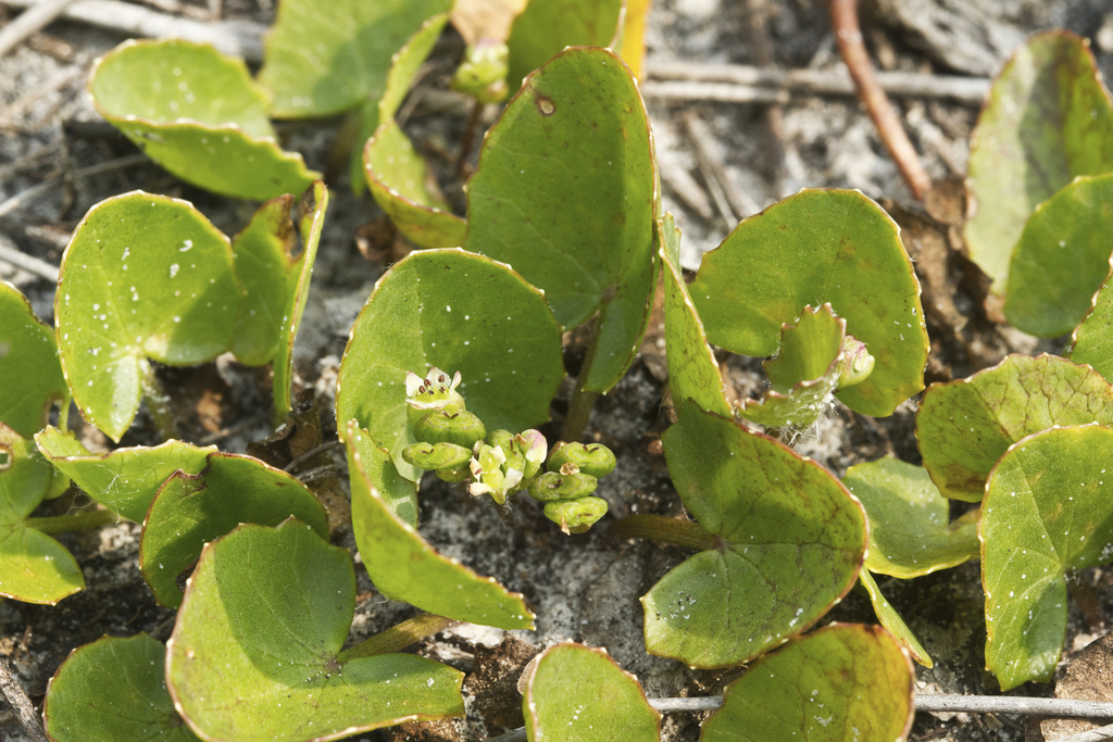 Gotu kola