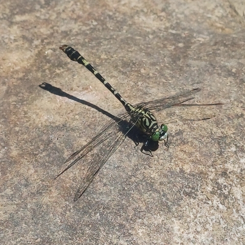 Small Pincertail